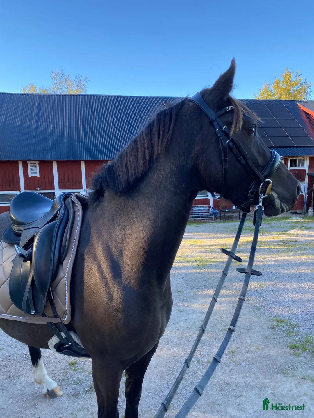 Allround hästar till salu: 🌟4-årig ponnysto till salu med fin stam 🌟 - Annons 2