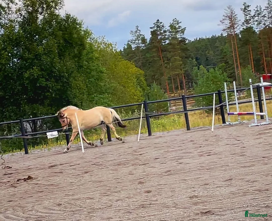  medryttarhäst finnes: Dressyr intresserad ryttare sökes till Fjording i Västerhaninge - Annons 2