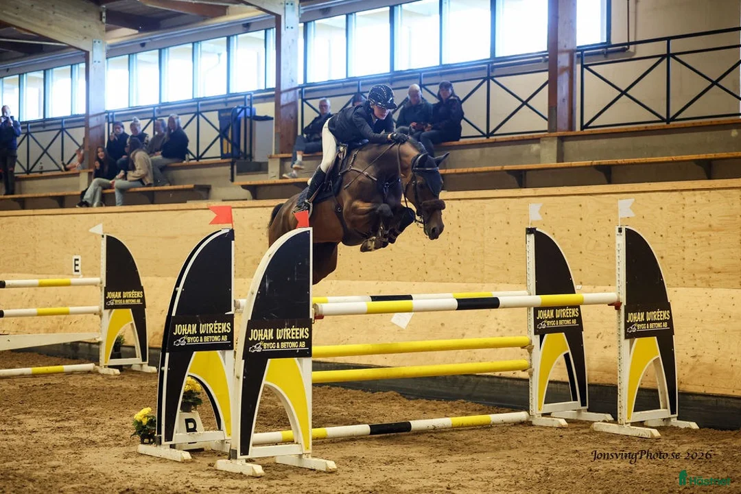 Hoppning hästar till salu: Snygg och trevlig 8åring valack  i Mörarp - Annons 1