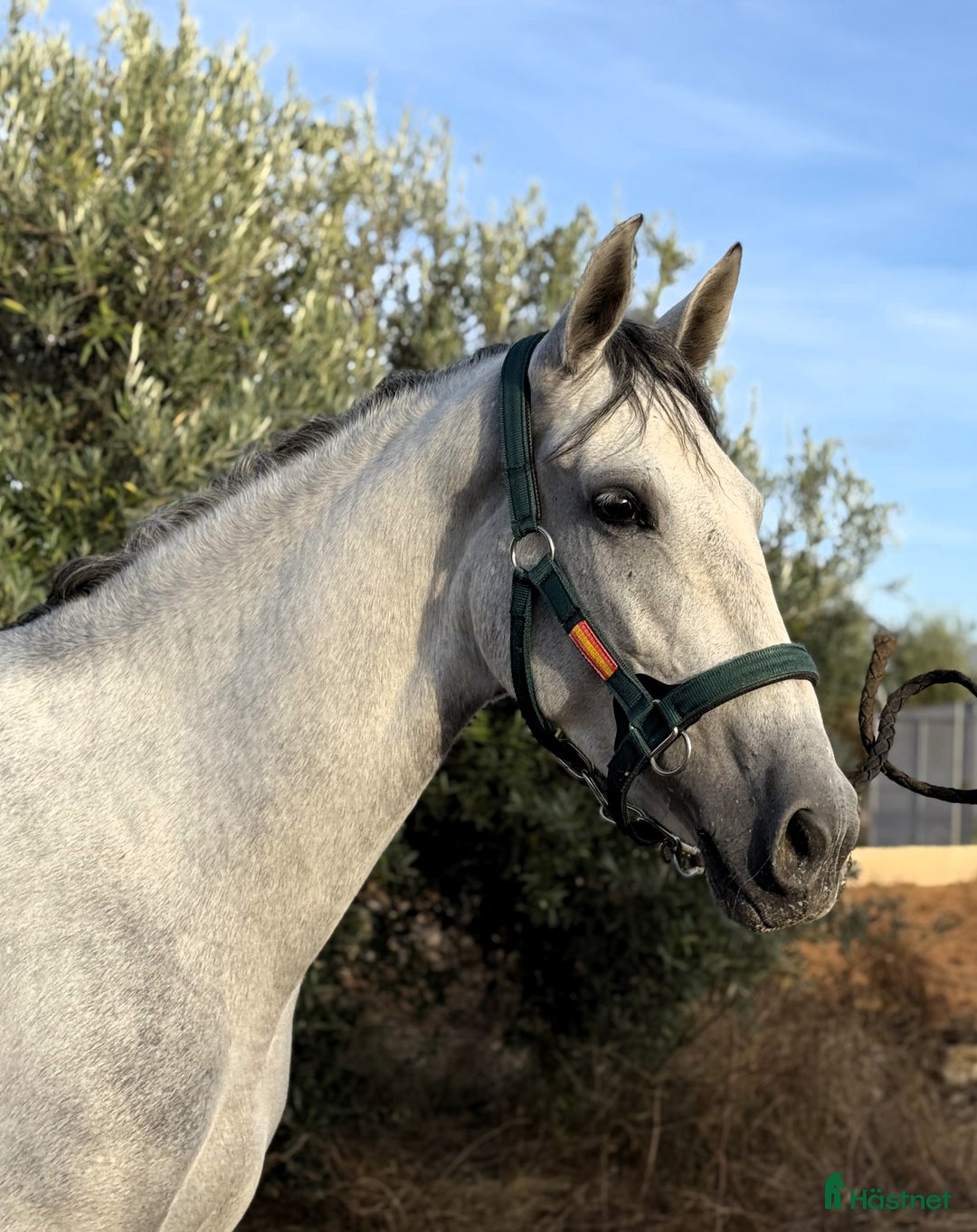 Dressyr hästar till salu: Talangfullt PRE sto i Coín - Annons 1