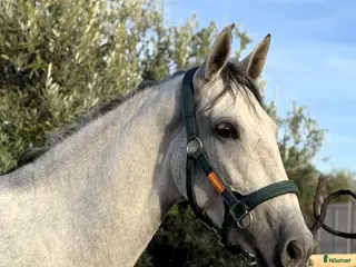 Dressyr hästar till salu: Talangfullt PRE sto i Coín - Annons 3