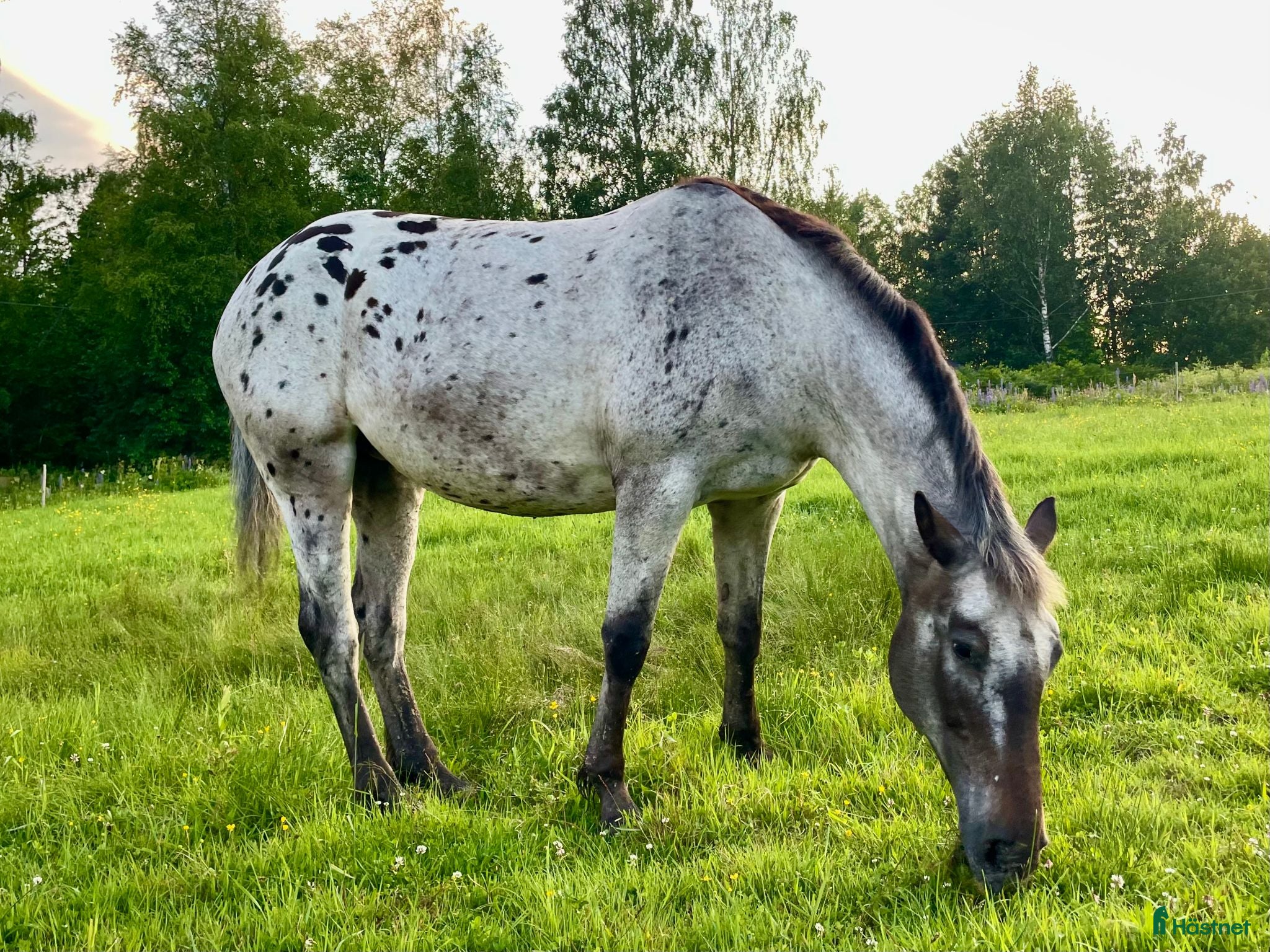  hästar Vackert sto som passar för de flesta grenar - Annons 2