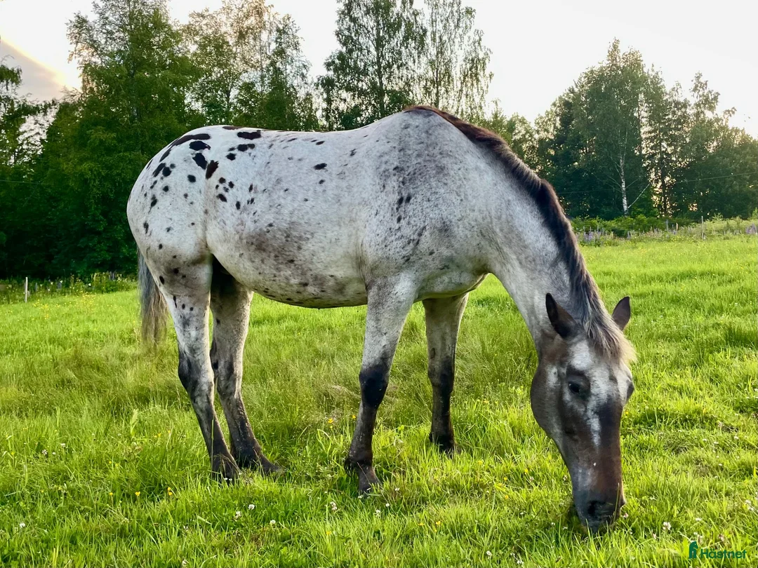 Allround hästar till salu: Vackert sto som passar för de flesta grenar - Annons 2