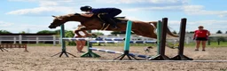 Hoppning hästar till salu: Top jumping pony! C-group - Annons 7