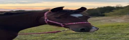 Allround hästar till salu: Welshvalack f.2025 – snäll och trevlig unghäst i Dalskog - Annons 2