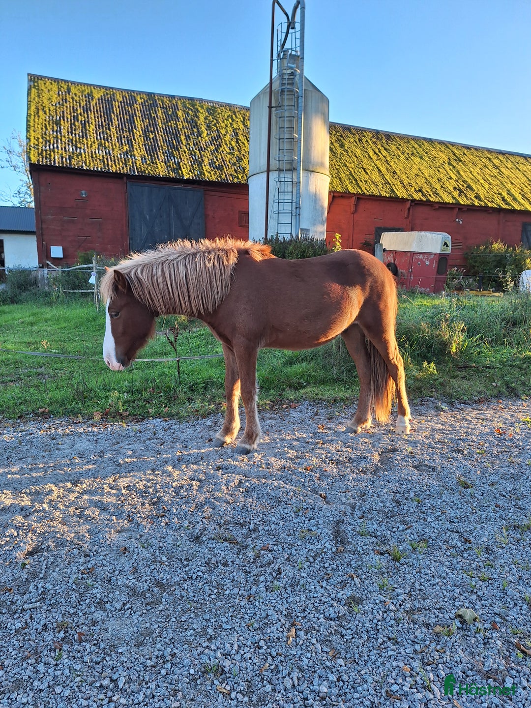 Island hästar till salu: Valack med utstrålning ✨️ i Bräkne-Hoby - Annons 4