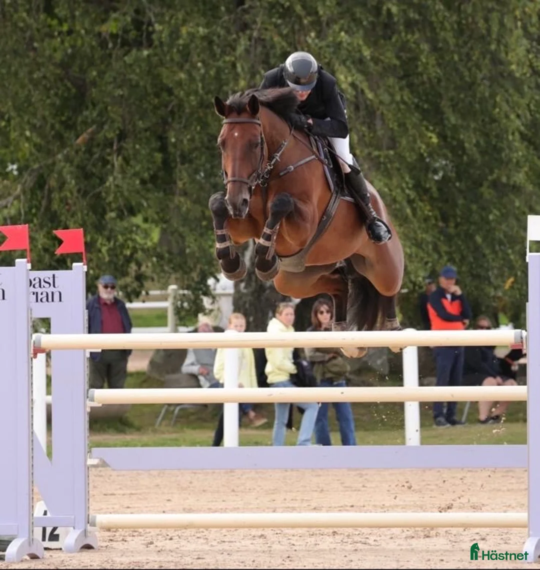 Hoppning hästar till salu: Svårklass häst  i Enköping - Annons 2