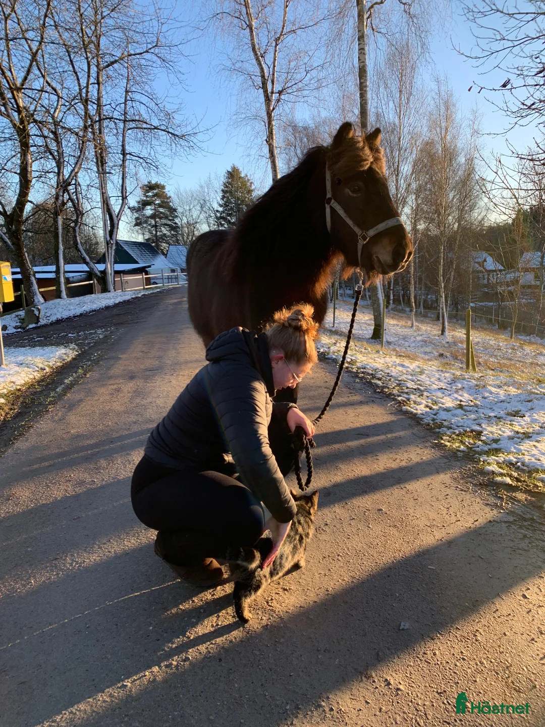 Island hästar sökes: Halvfodervärd sökes till underbara islandshäst. i Skurup - Annons 2