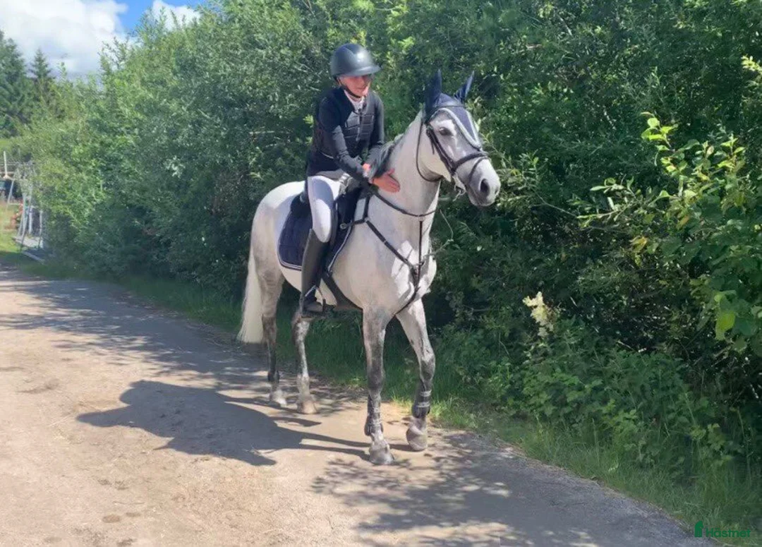 Hoppning hästar till salu: Klinikbesiktigad 260127 ua - Annons 2