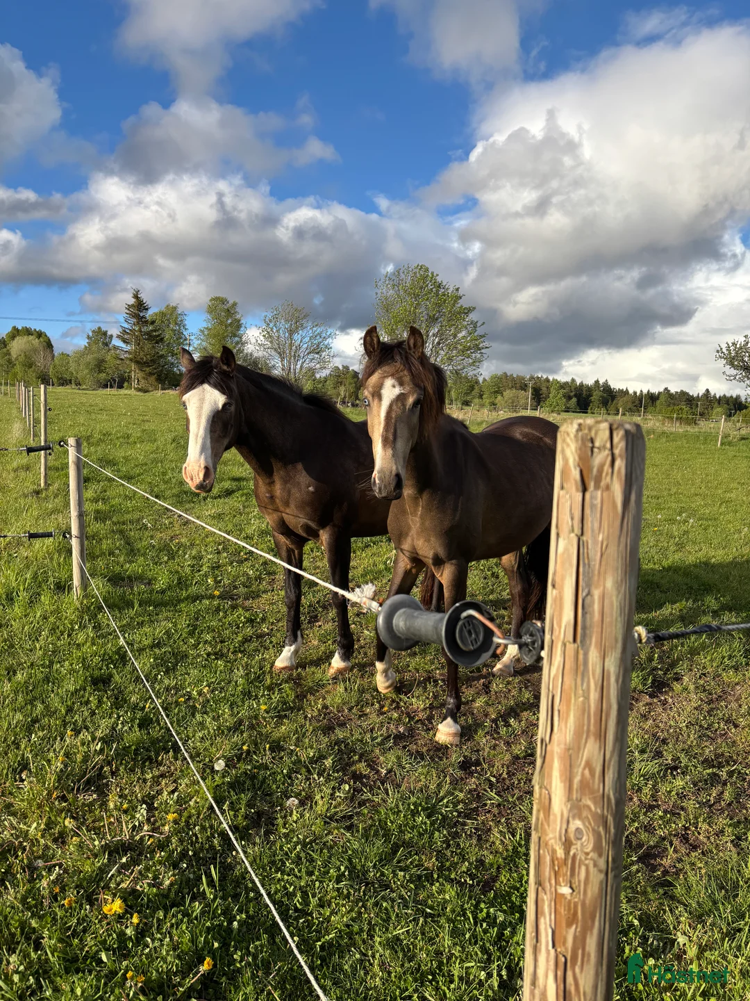Hoppning hästar till salu: Ponny för framtiden  - Annons 3