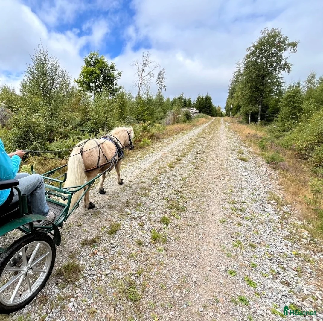  medryttarhäst finnes: Utbildad barnponny - Annons 2