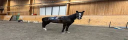 Allround hästar till salu: Trevlig allroundhäst - Annons 5