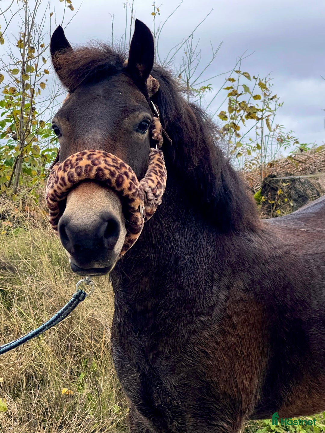 Allround hästar till salu: Gullig ponnyvalack i Västerfärnebo - Annons 8