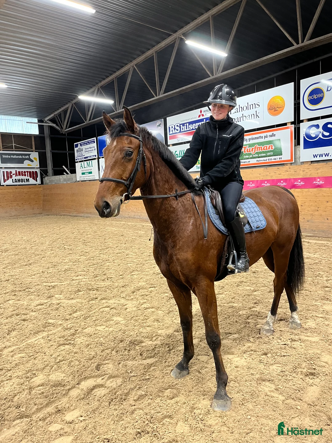 Hoppning hästar till salu: Max Verstappen - Annons 1