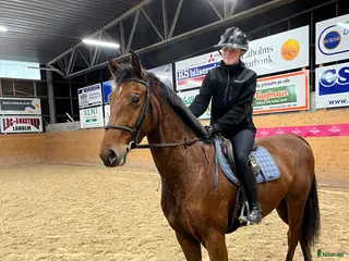 hästar Max Verstappen - Annons 9