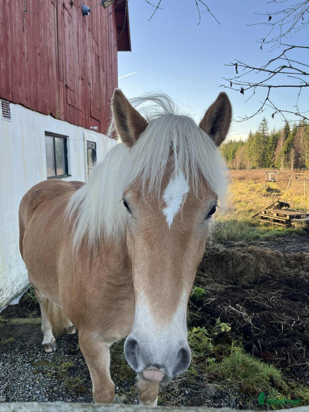 Allround hästar till salu: Haflingersto  i Sandsjöfors - Annons 8