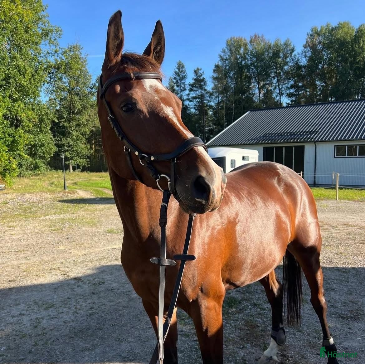  foderhäst SWB-valack f 2019 utlånas i Örebro - Annons 1