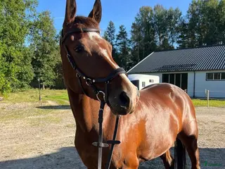 foderhäst SWB-valack f 2019 utlånas i Örebro - Annons 17