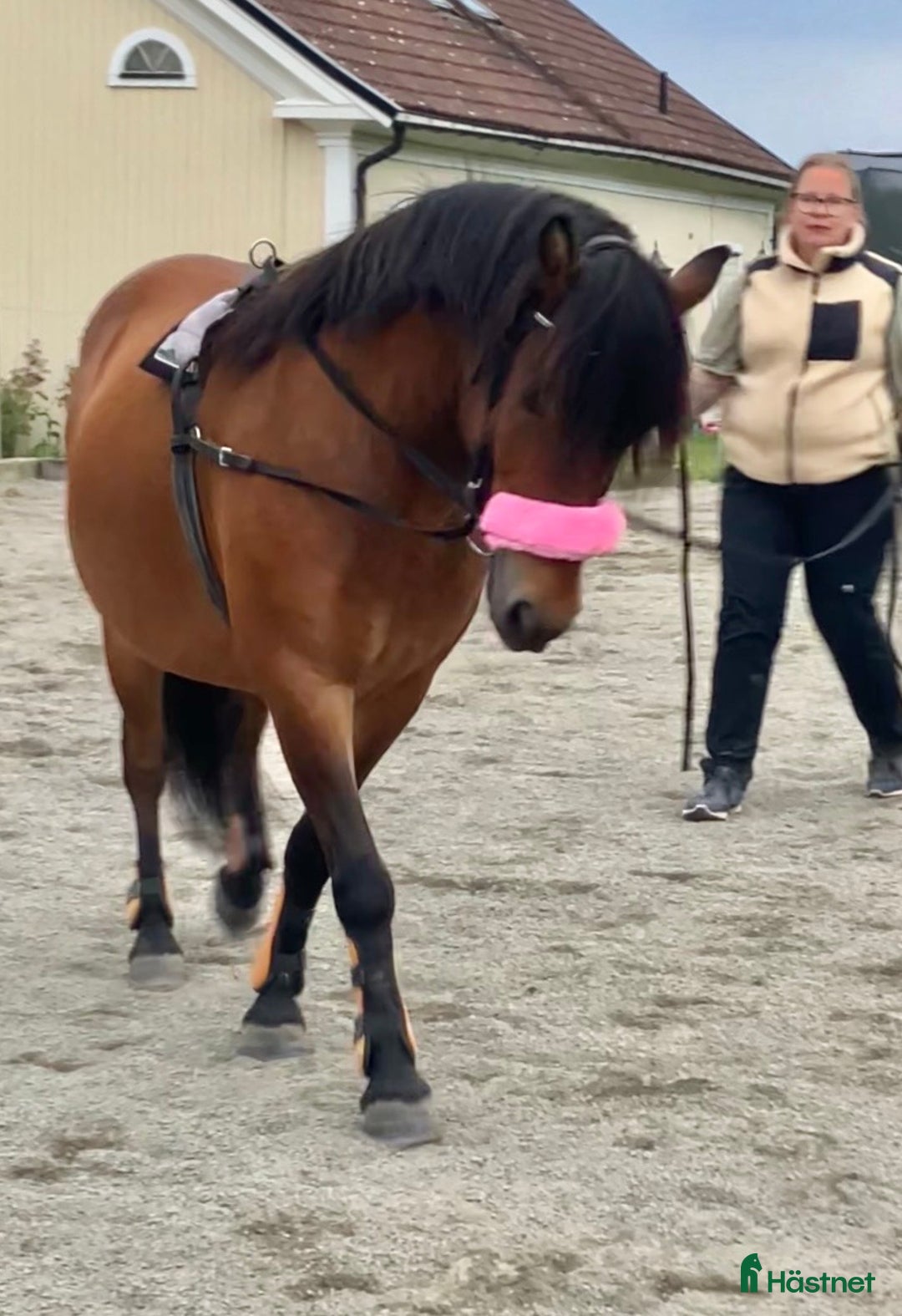 Allround hästar till salu: Allround stark korsning som gillar att hoppa i Söderköping - Annons 11