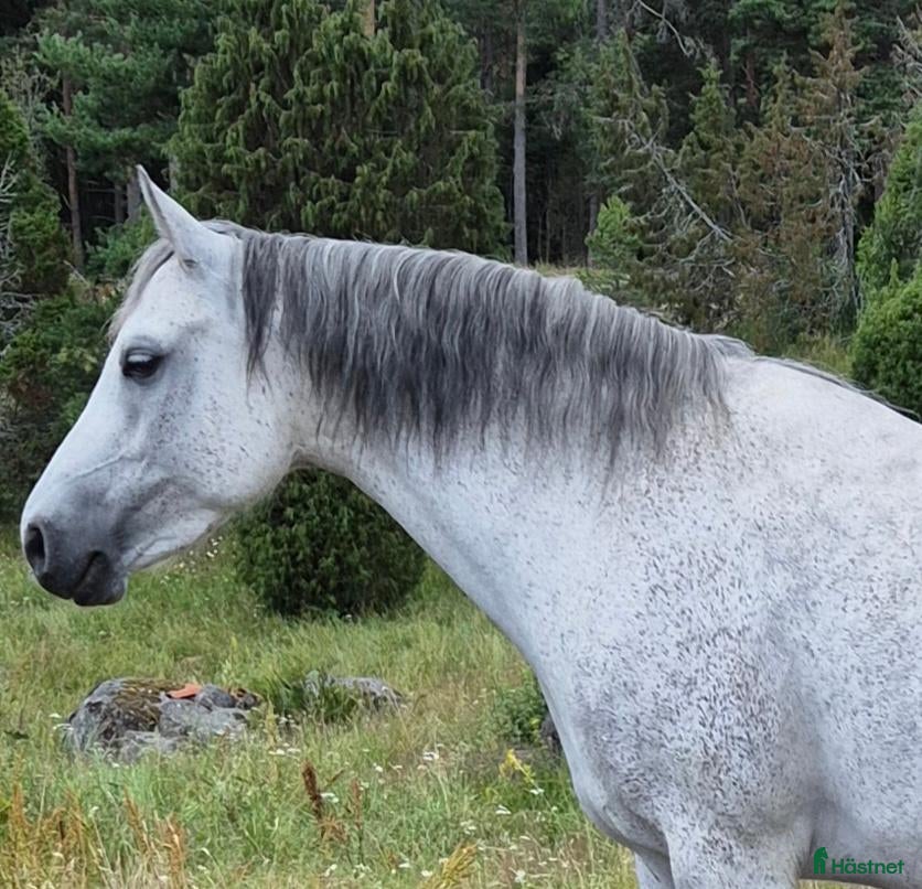  hästar Sällskapsponny  - Annons 7