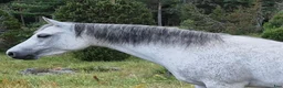 Sällskap hästar till salu: Sällskapsponny  i Kisa - Annons 1