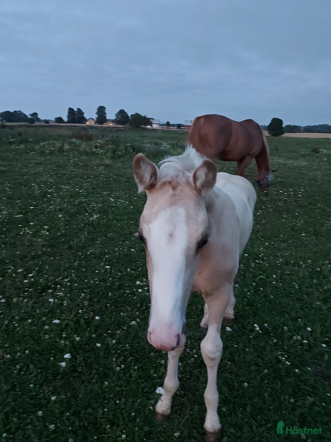 Allround hästar till salu: Hingstunge med utstrålning.  i Falköping - Annons 3