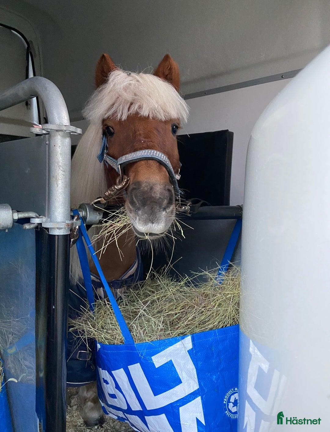 Allround hästar till salu: Gläntans Dacar i Mora - Annons 9