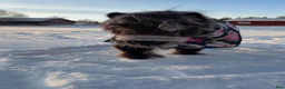 foderhäst finnes: Shettis på foder finnes i Frösön - Annons 3