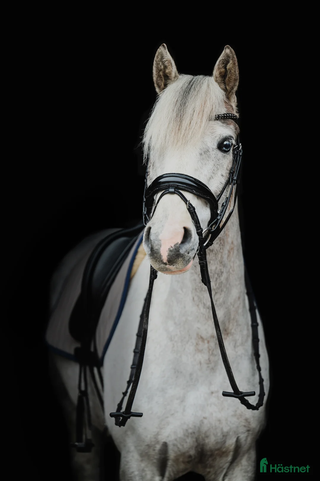 Dressyr hästar till salu: Underbart ponnysto säljes 💘 - Annons 2