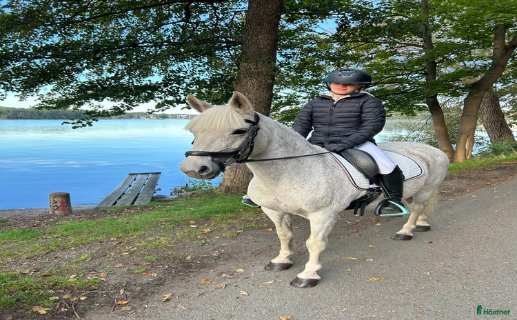  hästar i Norrtälje - Annons 17