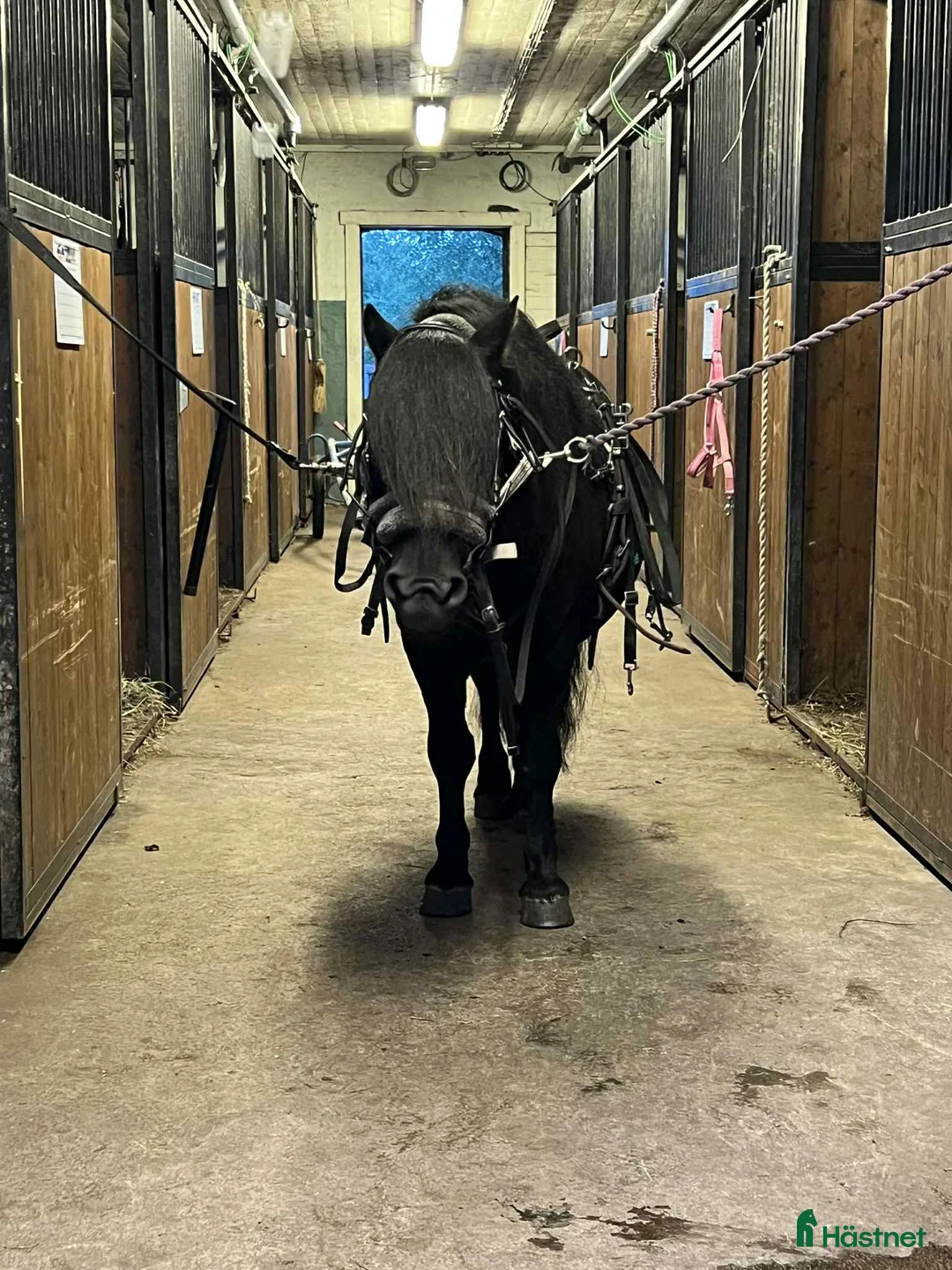 Övrigt hästar till salu: Underbar shettis  - Annons 5