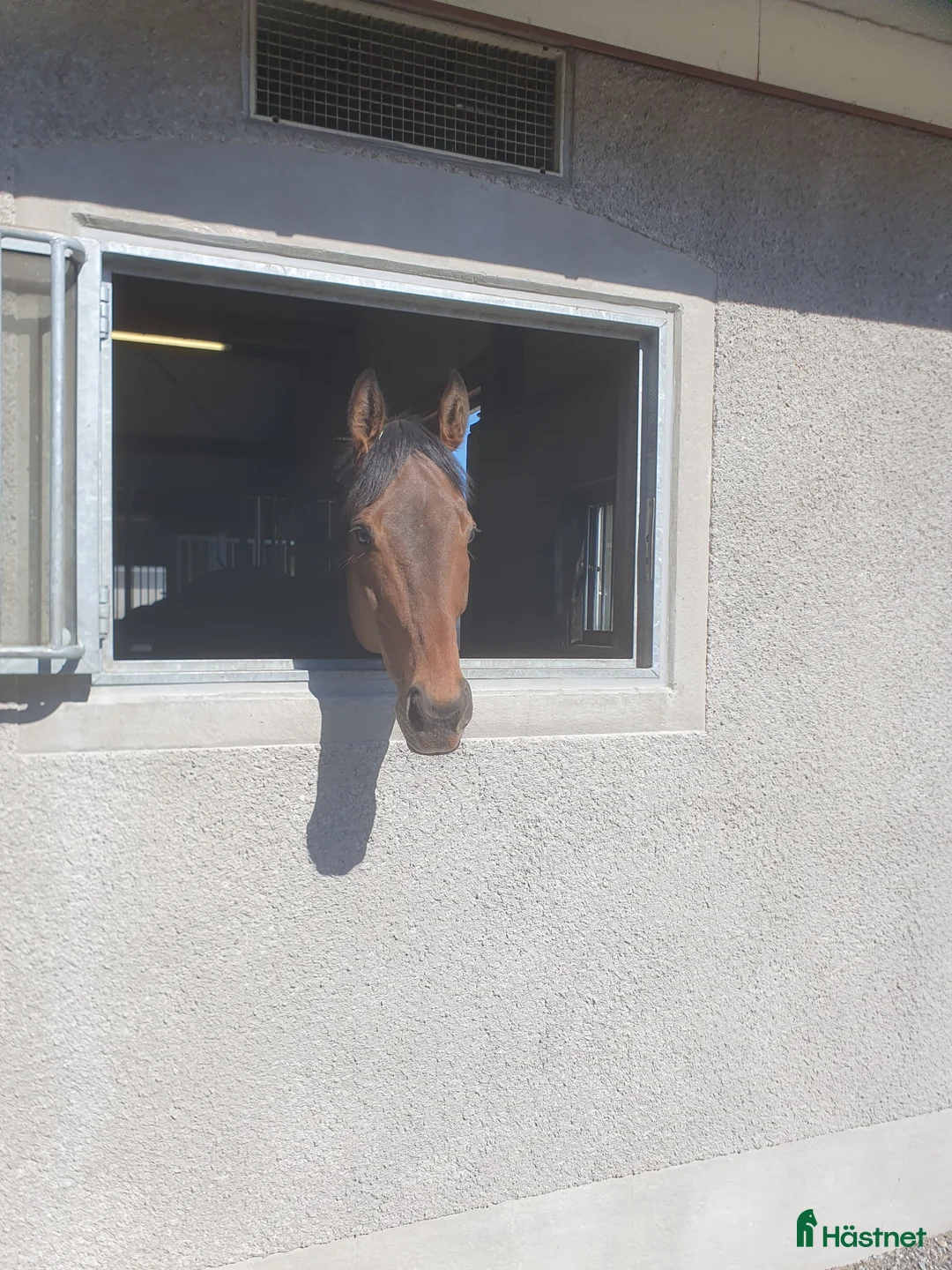 Allround hästar till salu: Snäll valack - Annons 1