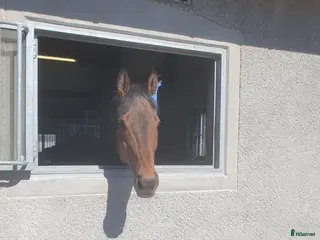 hästar Snäll valack - Annons 10