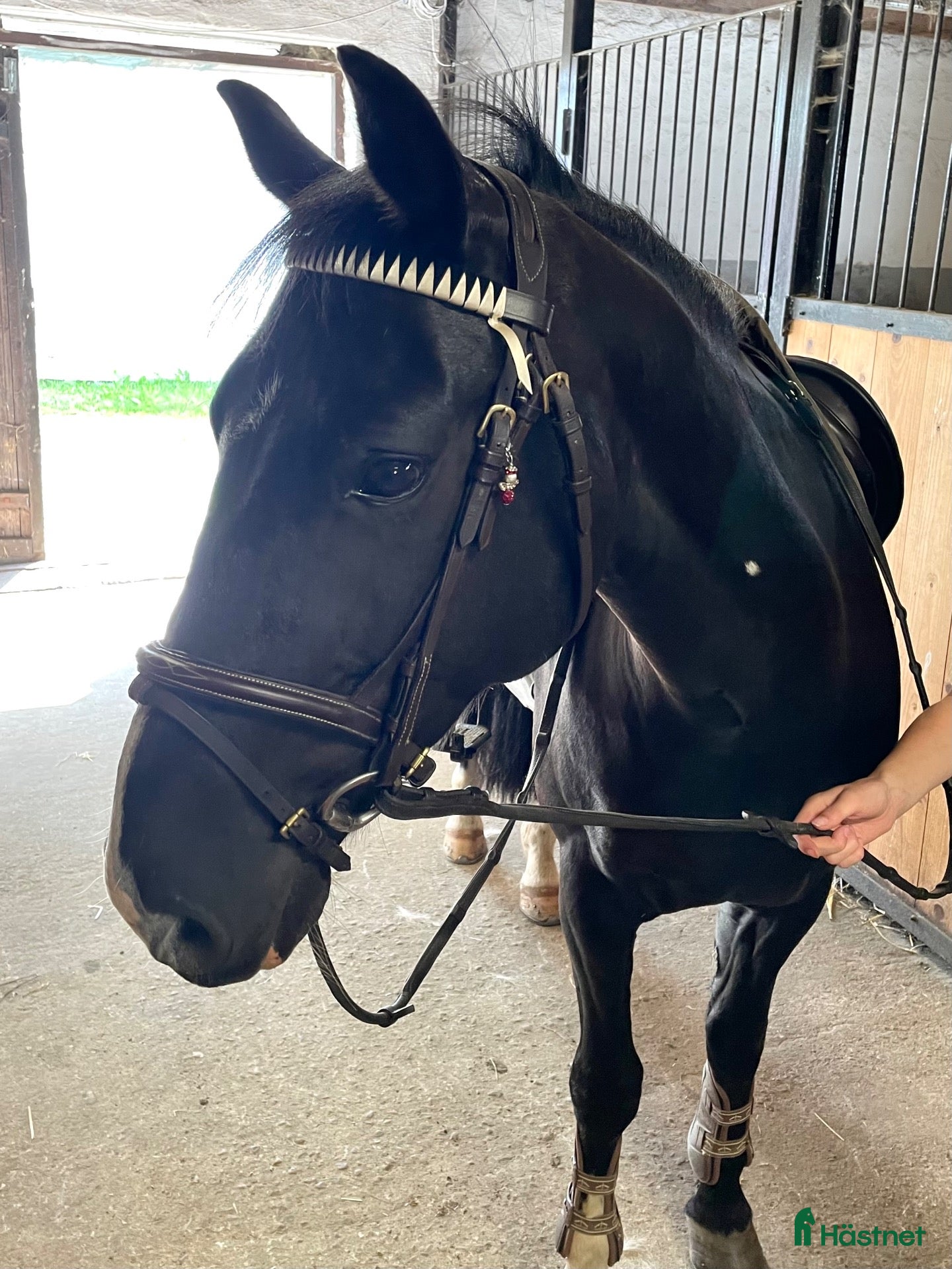  hästar En dröm i svart kostym 🖤 - Annons 1
