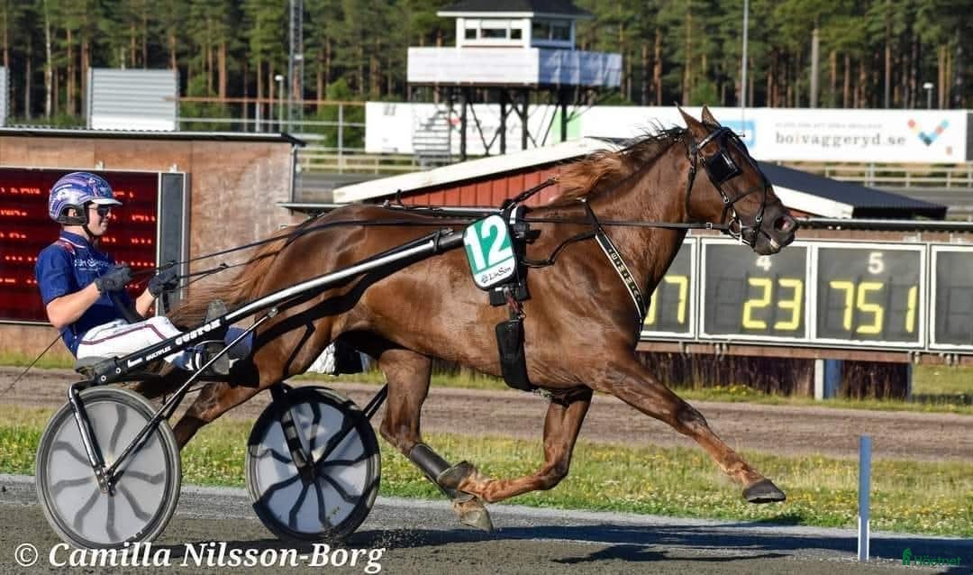 Trav hästar till salu: Läromästare/tävlingshäst.  i Fågelmara - Annons 2