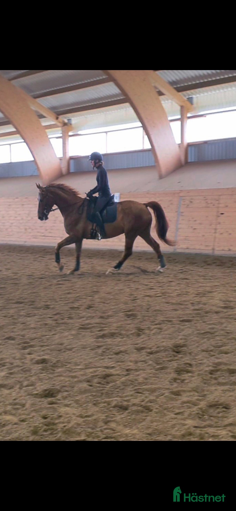  foderhäst Foderhäst sökes  - Annons 20