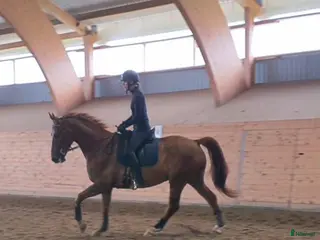 foderhäst Foderhäst sökes - Annons 20