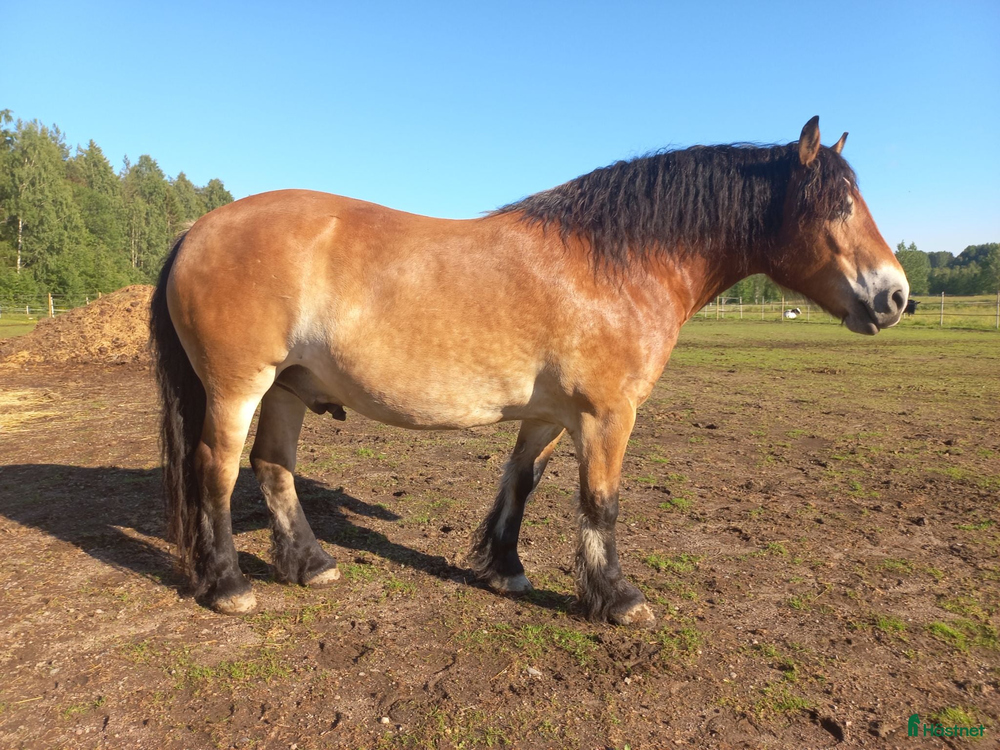  hästar Nordsvensk valack söker rätt människa ❤️ - Annons 3