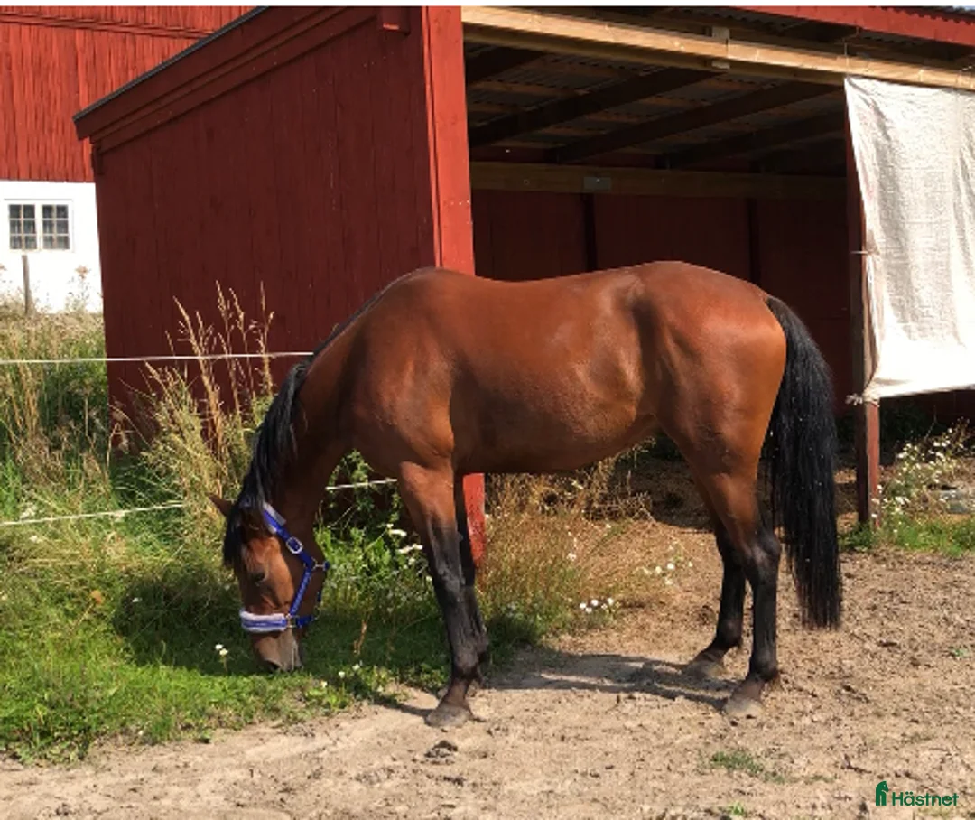 Allround hästar till salu: Mysig kille vill hitta ett nytt hem - Annons 3