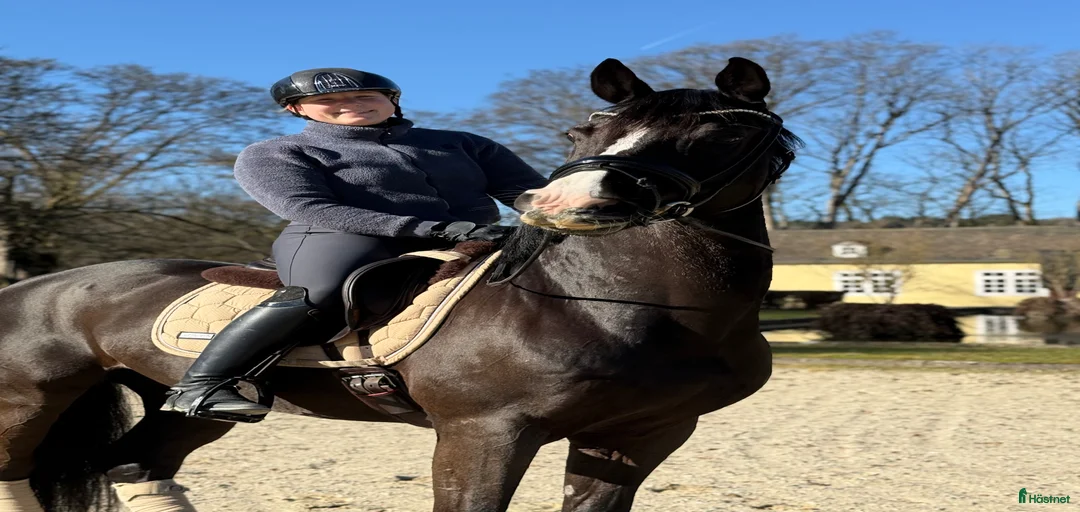 Galleribild {{count}}