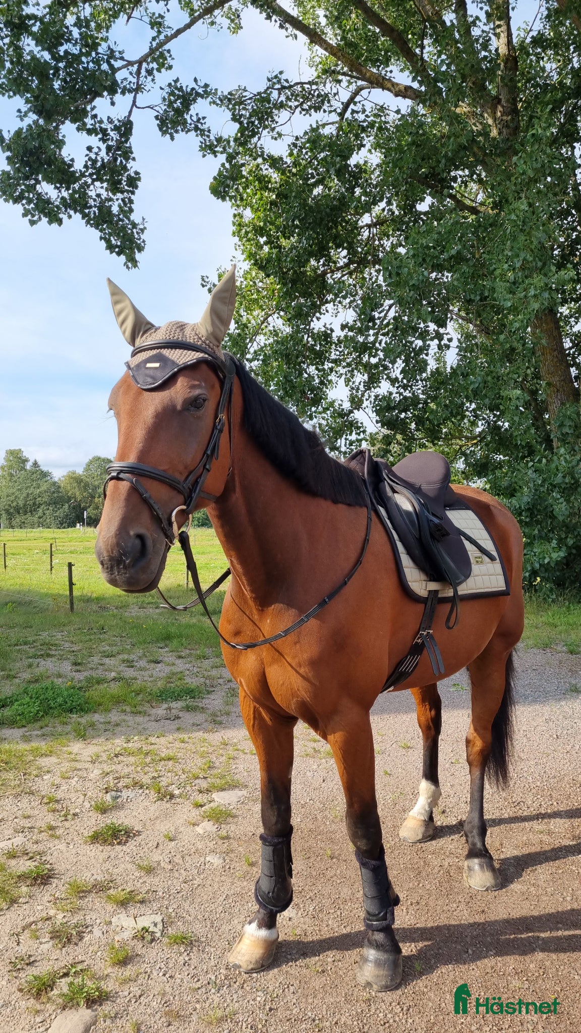  hästar  Supersnäll ridtravare - Annons 3