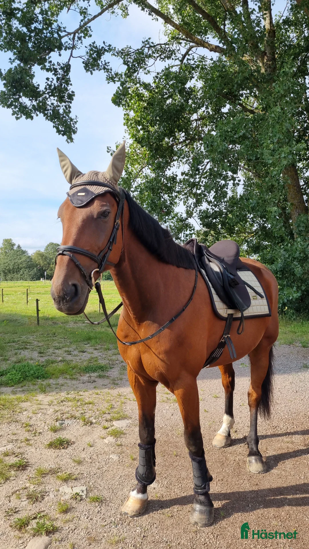 Allround hästar till salu:  Supersnäll ridtravare i Motala - Annons 1