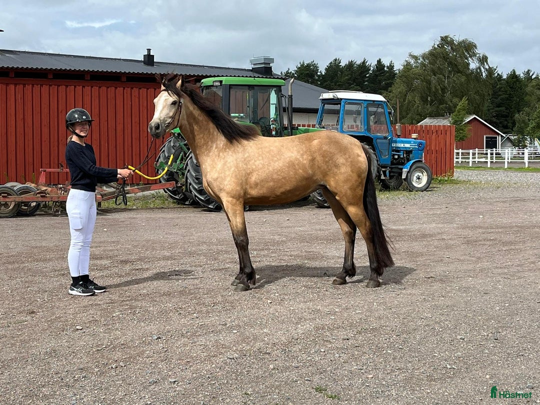 Allround hästar till salu: Flera fina hästar säljes - Annons 2