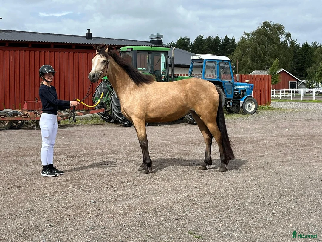 Allround hästar till salu: Flera fina hästar säljes - Annons 2