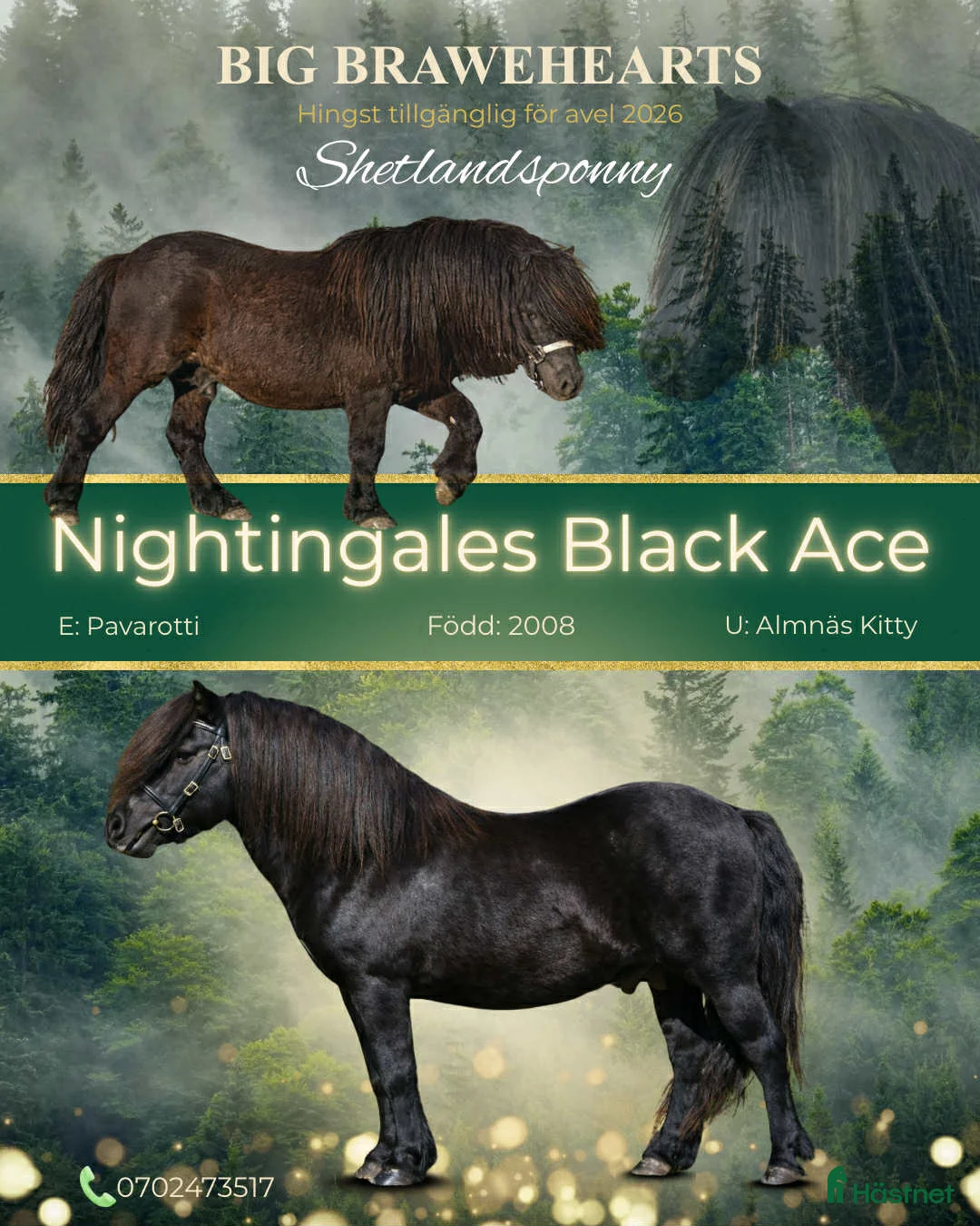  foderhäst finnes: Sommarponny? - Annons 9