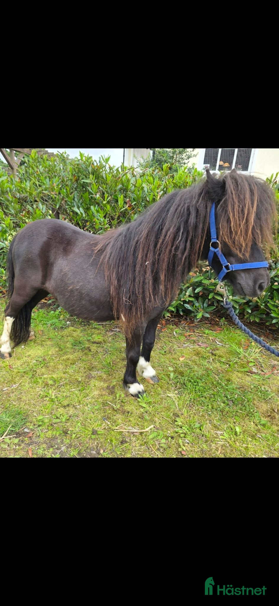  hästar Mini Shettis sto sv skäck BILLIG transport - Annons 5