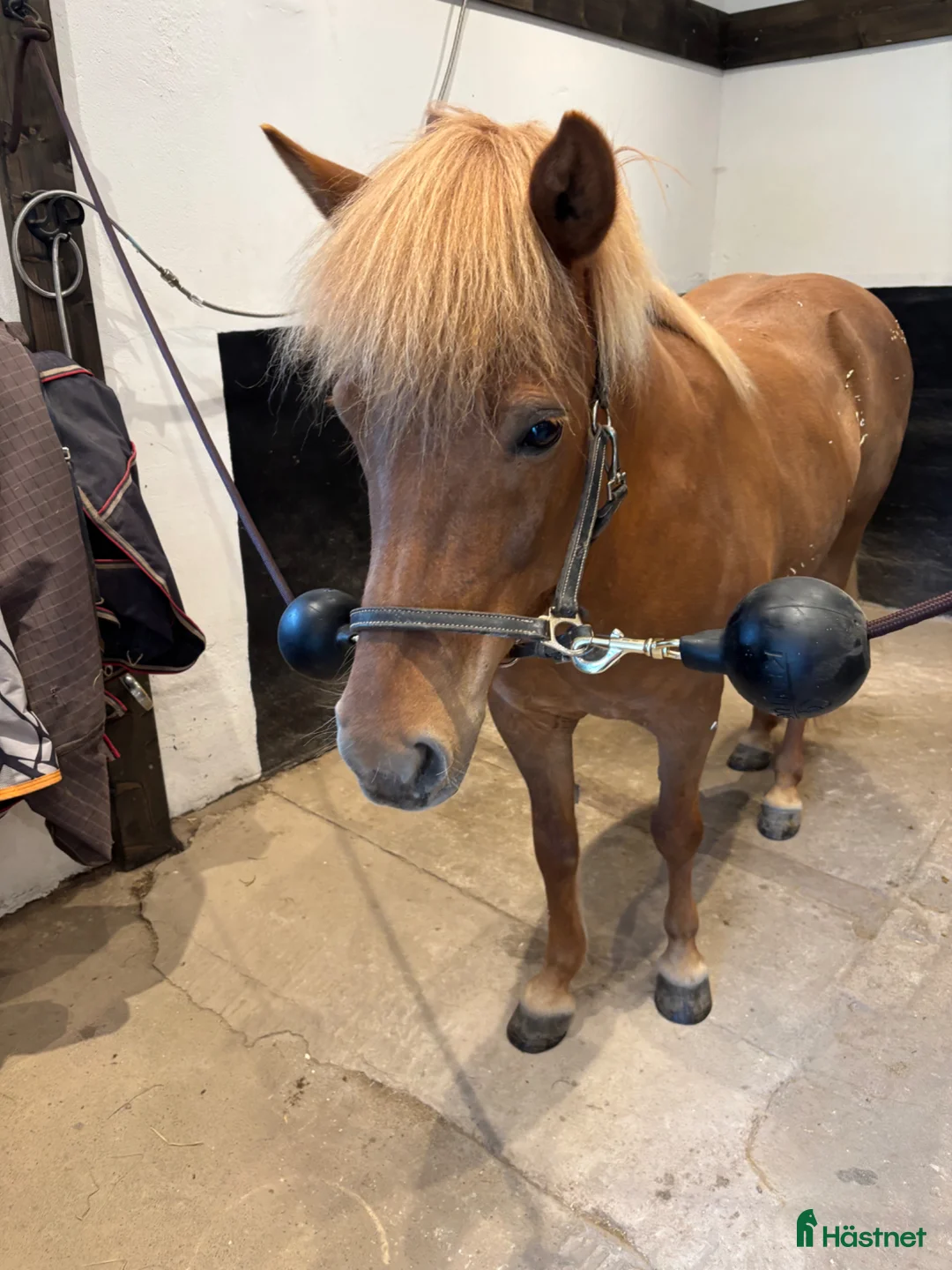 Sällskap hästar till salu: Sällskap/ avel - Annons 1