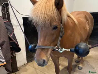 hästar Sällskap/ avel - Annons 3