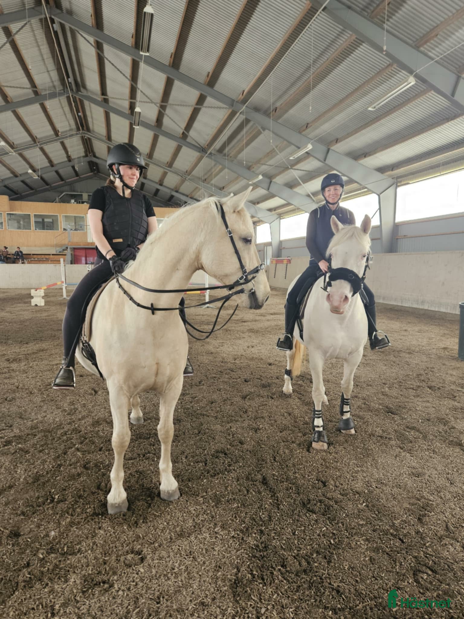  hästar Trevlig fredriksborgervalack - Annons 2
