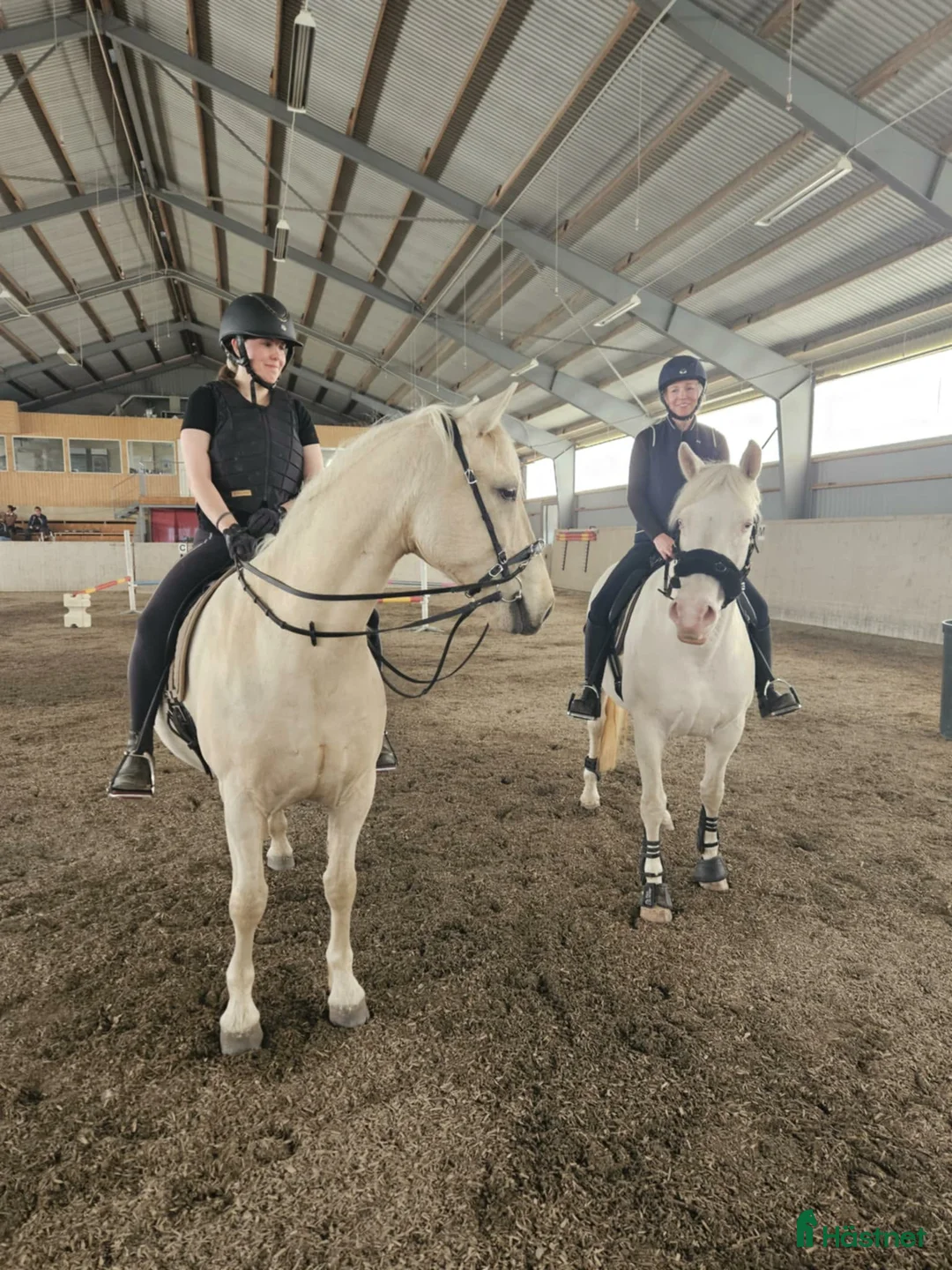 Allround hästar till salu: Trevlig fredriksborgervalack - Annons 2